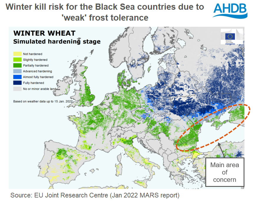 Image showing low winter hardiness for crops in the Black Sea in January 2022